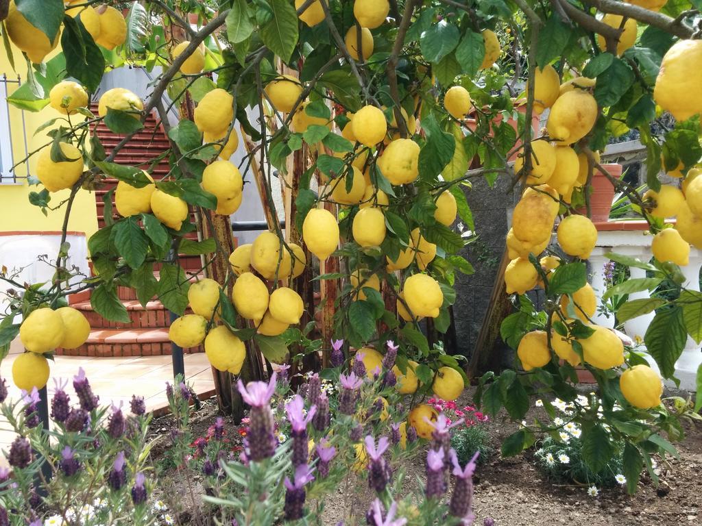 Hotel Ape Regina Casamicciola Terme Dış mekan fotoğraf